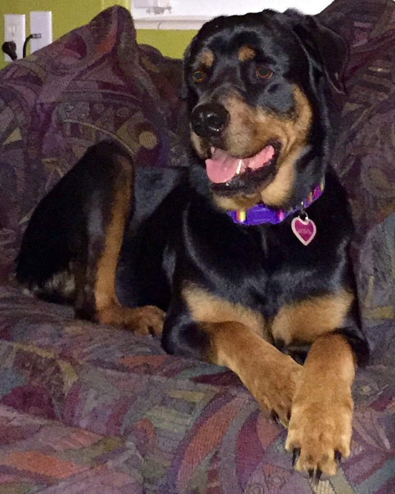 In Memory of Liesel - our 1st Rottweier